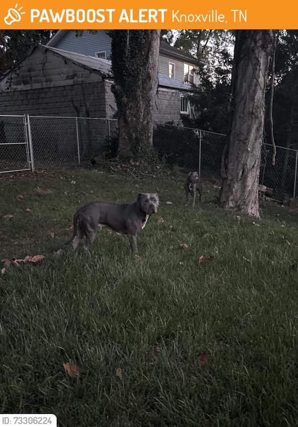 Found/Stray Female Dog last seen Near Gibbs dr, Knoxville, TN 37918