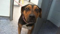Shelter Stray Female Dog last seen CHARLOTTE, 8315 Byrum Dr, Charlotte, NC 28217, USA