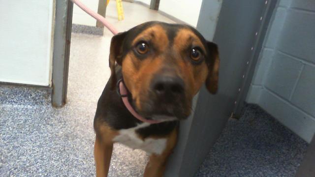Shelter Stray Female Dog last seen CHARLOTTE, 8315 Byrum Dr, Charlotte, NC 28217, USA