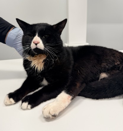 Shelter Stray Male Cat last seen AUSTIN/WALNUT, 6443 Oak Canyon, Irvine, CA 92618, USA