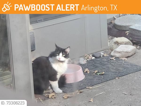 Found/Stray Female Cat last seen Dartmouth Dr / Buckingham, Arlington, TX 76015