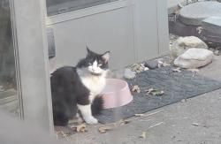 Found/Stray Female Cat last seen Dartmouth Dr / Buckingham, Arlington, TX 76015