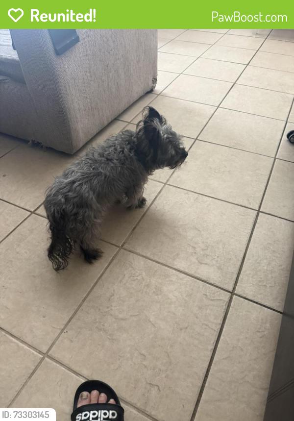Reunited Male Dog last seen Alta and Buffalo, Las Vegas, NV 89145