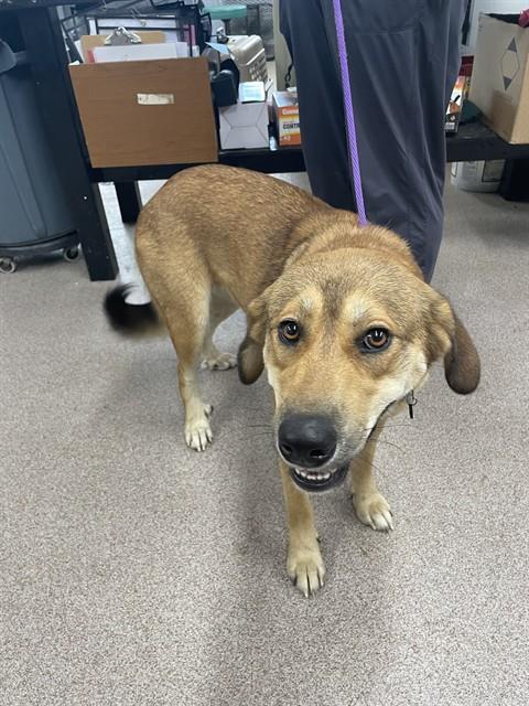 Shelter Stray Female Dog last seen RED RD, 1601 Airport Rd, Shelby, NC 28150, USA