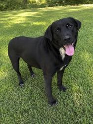 Shelter Stray Female Dog last seen GREEN OAK DR, 1601 Airport Rd, Shelby, NC 28150, USA