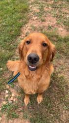 Reunited Female Dog last seen Smith Graveyard Rd/Eliada Home Road, Asheville, NC 28806
