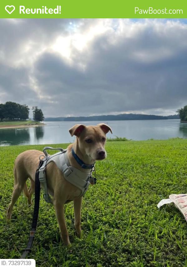 Reunited Male Dog last seen Ballinger Farm Crazy Maze, Jefferson County, TN 37760