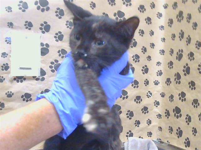 Shelter Stray Female Cat last seen ROSETTA CIR/WILDROSE WAY, 95826, 3839 Bradshaw Rd, Sacramento, CA 95827, USA