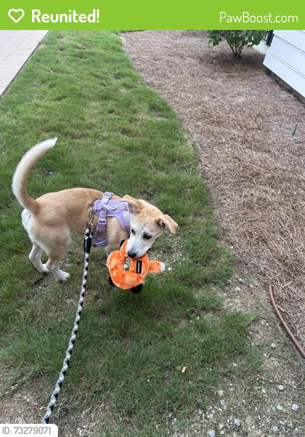 Reunited Female Dog last seen Near emden St North Charleston Sc 29406, North Charleston, SC 29406