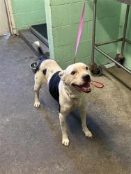 Shelter Stray Female Dog last seen 12TH AVE & 39TH ST, 2127 Front St, Sacramento, CA 95818, USA