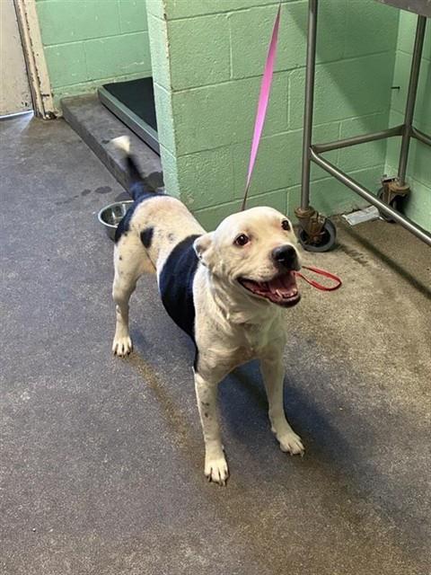 Shelter Stray Female Dog last seen 12TH AVE & 39TH ST, 2127 Front St, Sacramento, CA 95818, USA