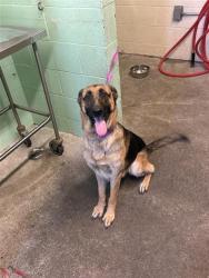 Shelter Stray Female Dog last seen 12TH AVE & 39TH ST, 2127 Front St, Sacramento, CA 95818, USA