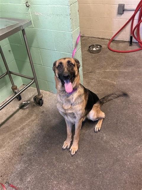 Shelter Stray Female Dog last seen 12TH AVE & 39TH ST, 2127 Front St, Sacramento, CA 95818, USA