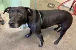 Shelter Stray Female Dog last seen O ST & FRONT ST, 2127 Front St, Sacramento, CA 95818, USA