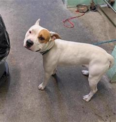 Shelter Stray Male Dog last seen TRUXEL RD & GATEWAY PARK BLVD, 2127 Front St, Sacramento, CA 95818, USA