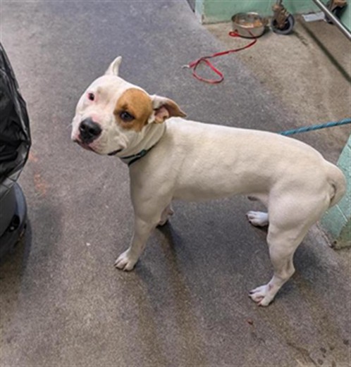 Shelter Stray Male Dog last seen TRUXEL RD & GATEWAY PARK BLVD, 2127 Front St, Sacramento, CA 95818, USA
