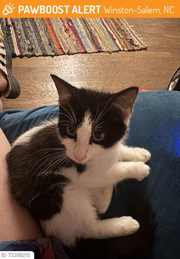 Found/Stray Unknown Cat last seen On Stockton, off of E Brookeline, Winston-Salem, NC 27127