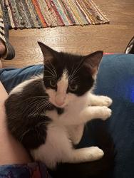Found/Stray Unknown Cat last seen On Stockton, off of E Brookeline, Winston-Salem, NC 27127