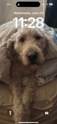 Lost Female Dog last seen Venice skate park, Los Angeles, CA 90291
