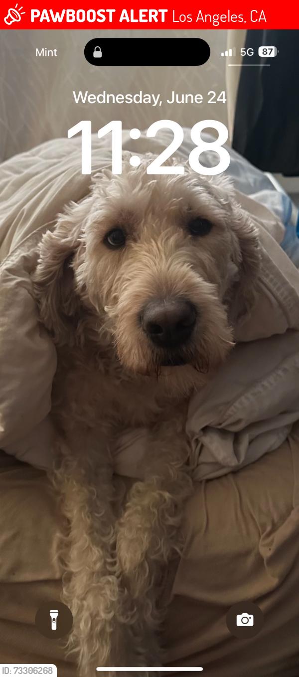 Lost Female Dog last seen Venice skate park, Los Angeles, CA 90291