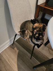 Reunited Female Cat last seen INTERNATIONAL DR and JAMAICAN CT, Orlando, FL 32819