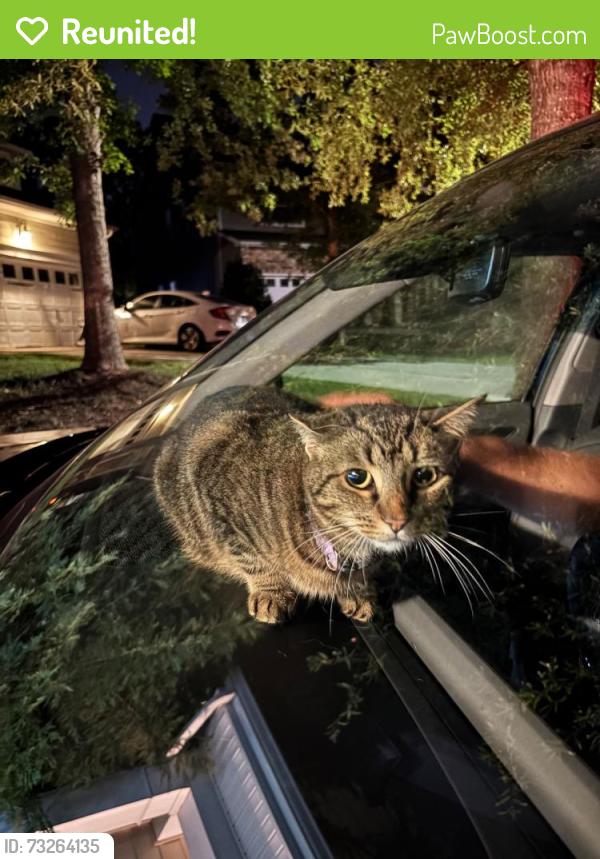 Reunited Female Cat last seen Near Morehead Hill Ct, Durham, NC 27703