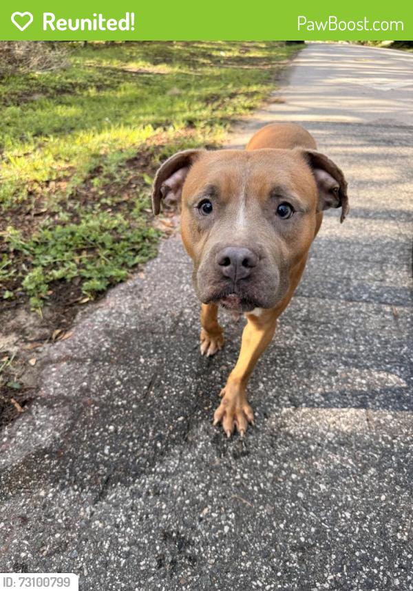 Reunited Female Dog last seen Rose Avenue and Clarion, Lockhart, FL 32810