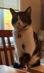 Reunited Female Cat last seen Barberry Road and Saddle Ridge Road, Yorktown Heights, NY 10598