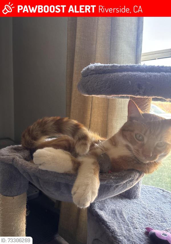 Lost Male Cat last seen Herman/Pike, Riverside, CA 92505