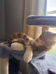 Lost Male Cat last seen Herman/Pike, Riverside, CA 92505