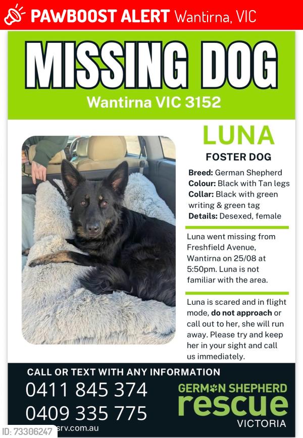 Lost Female Dog last seen Crestdale street, Harold st, Templeton reserve, Wantirna, VIC 3152
