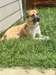 Lost Male Dog last seen King crossing, Harris County, TX 77493