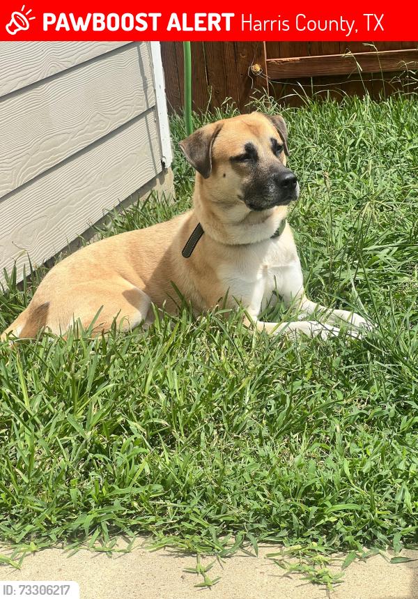 Lost Male Dog last seen King crossing, Harris County, TX 77493