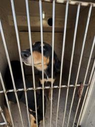 Shelter Stray Male Dog last seen Near BLOCK S CIMMARON, 2811 SE 29th St, Oklahoma City, OK 73129, USA