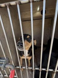 Shelter Stray Female Dog last seen Near BLOCK S CIMMARON, 2811 SE 29th St, Oklahoma City, OK 73129, USA