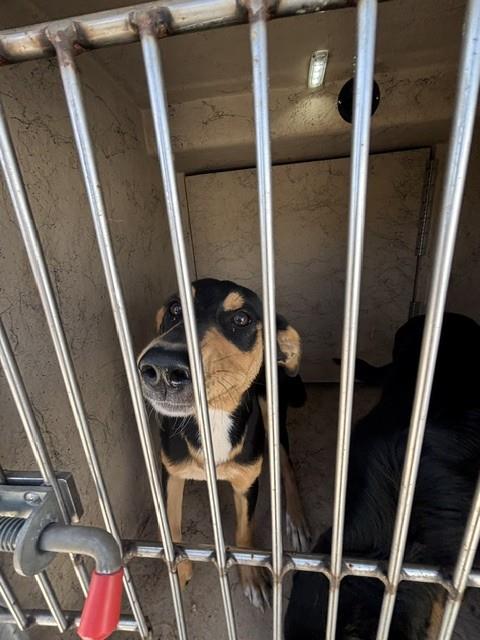 Shelter Stray Female Dog last seen Near BLOCK S CIMMARON, 2811 SE 29th St, Oklahoma City, OK 73129, USA