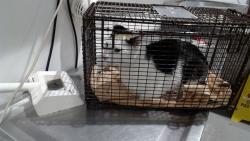 Shelter Stray Male Cat last seen 17TH/ MISSION, 1419 Bryant St, San Francisco, CA 94103, USA