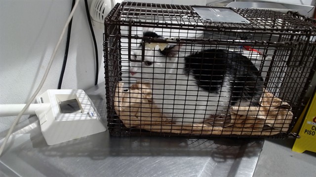 Shelter Stray Male Cat last seen 17TH/ MISSION, 1419 Bryant St, San Francisco, CA 94103, USA