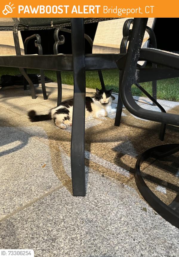 Found/Stray Unknown Cat last seen Madison Avenue, Bridgeport, CT 06606, Bridgeport, CT 06609