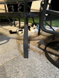 Found/Stray Unknown Cat last seen Madison Avenue, Bridgeport, CT 06606, Bridgeport, CT 06609