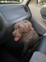 Reunited Unknown Dog last seen 7-11 on Bancroft, Toledo, OH 43606
