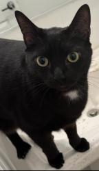 Lost Male Cat last seen Village commercial dr, Oceanside, CA 92054