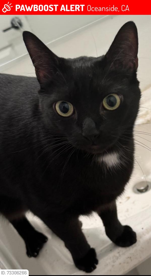 Lost Male Cat last seen Village commercial dr, Oceanside, CA 92054