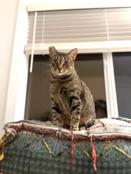 Reunited Male Cat last seen Near block of Lahoud Dr, Encinitas, CA 92007
