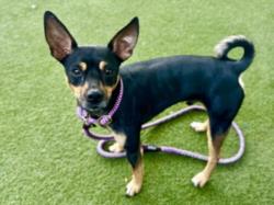 Shelter Stray Male Dog last seen , 11361 W Pico Blvd, Los Angeles, CA 90064, USA