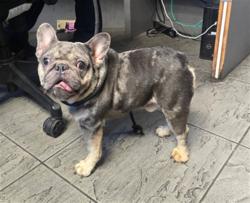 Shelter Stray Male Dog last seen , 11361 W Pico Blvd, Los Angeles, CA 90064, USA