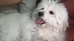 Reunited Male Dog last seen Near SW 41, Davie, FL 33314