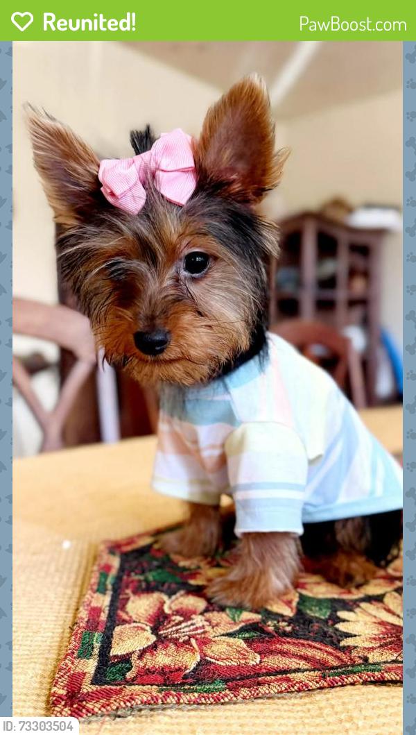 Reunited Female Dog last seen Olivos, San Marcos, CA 92069