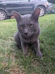 Found/Stray Male Cat last seen Crestmont and crestridge, Houston, TX 77033