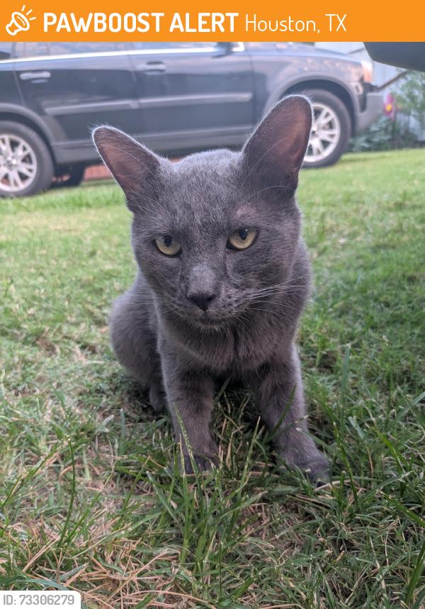 Found/Stray Male Cat last seen Crestmont and crestridge, Houston, TX 77033